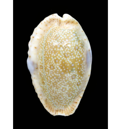 erosa chlorizans 47,6mm ROSTRATE