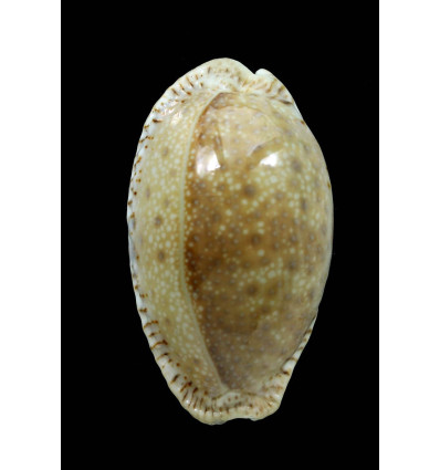 erosa similis 50,0mm BIG