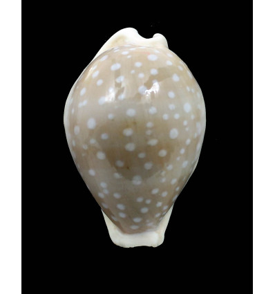 camelopardalis 65,0mm