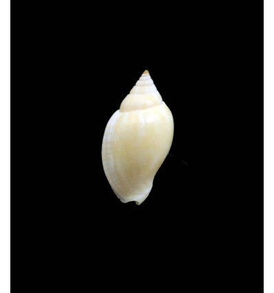 deliciosa owensis 27,0mm