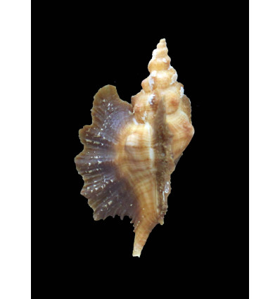 macroptera 54,0mm BIG