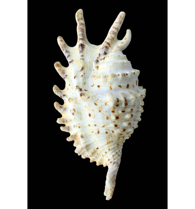 violacea 124,0mm BIG