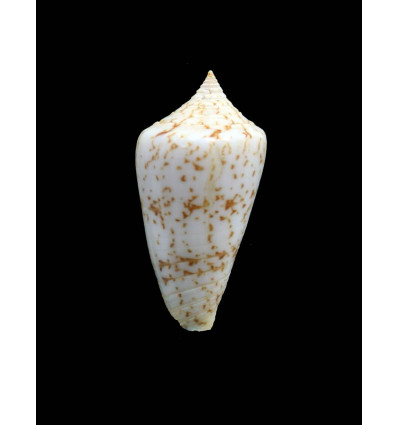 iodostoma 40,0mm BIG