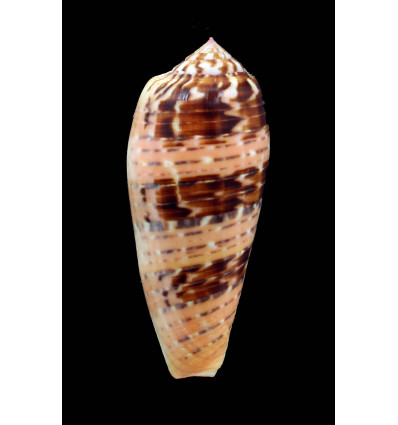 dusaveli 78,0mm DARK