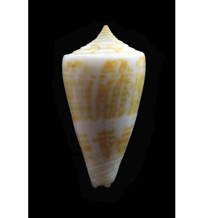 sunderlandi 37,5mm BIG