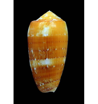 floccatus magdalenae 53,3mm