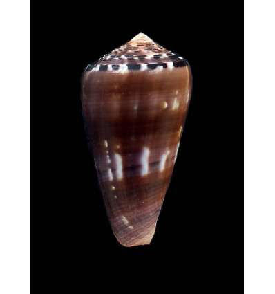 gauguini 60,5mm SPLENDID