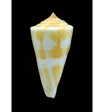 xanthicus 57,0mm WRS