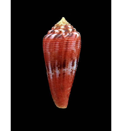 granulatus 36,0mm SPLENDID