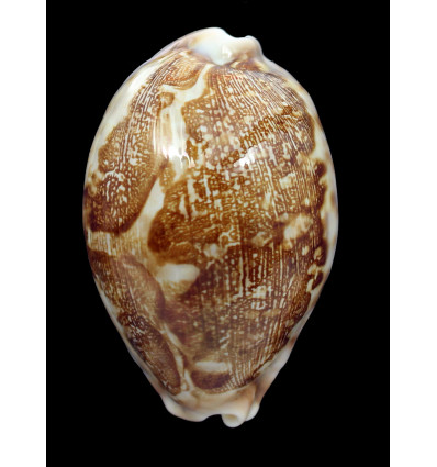 mappa viridis eluceta 75,0mm