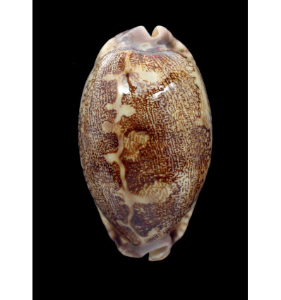 rosea ultraviola 75,0mm