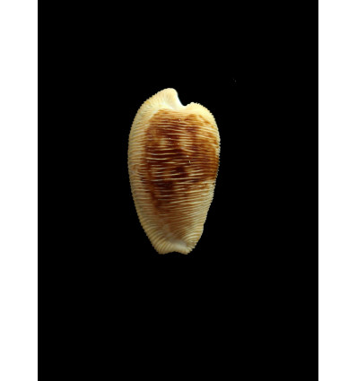 capensis 28,5mm