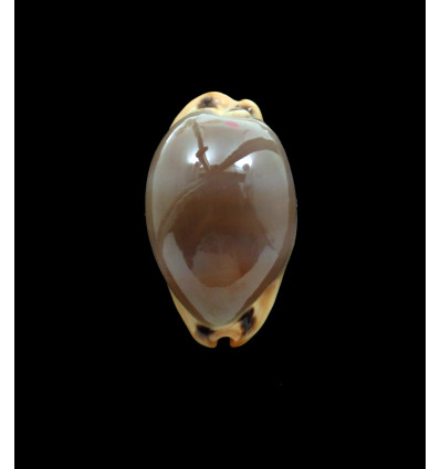 lurida pulchroides 37,0mm