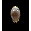 lurida pulchroides 37,0mm