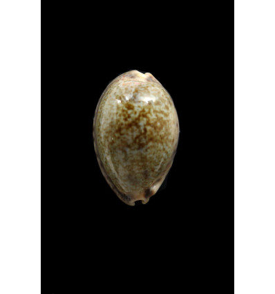 vredenburghi 32,0mm BIG