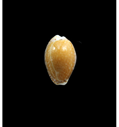 spurca acicularis 25,0mm