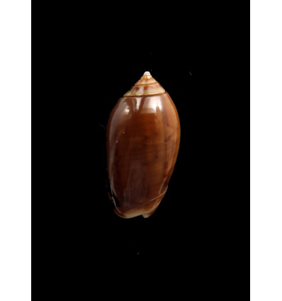 peruviana castanea 32,0mm