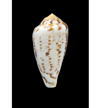algoensis simplex 52,0mm