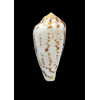 algoensis simplex 52,0mm
