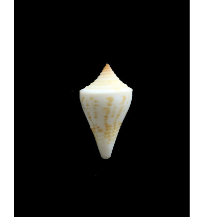 sennotorum gibsonsmithorum 26,3mm
