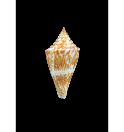 ernesti 25,0mm SUPERB