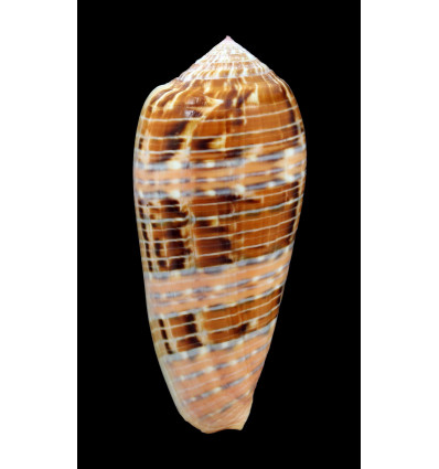 dusaveli 80,0mm SUPERB