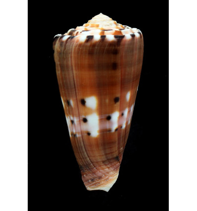 barthelemyi 75,7mm SPLENDID