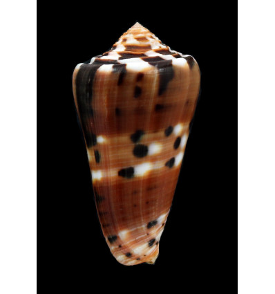 barthelemyi 78,0mm SPLENDID