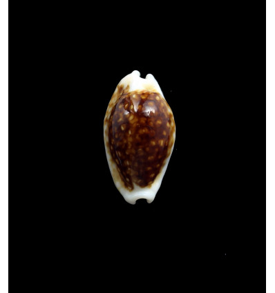 cribraria 24,5mm NR