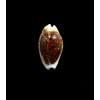 cribraria 24,5mm NR