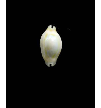 annulus 21,5mm ROSTRATE