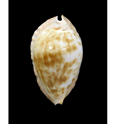 marginata consueta 58,0mm