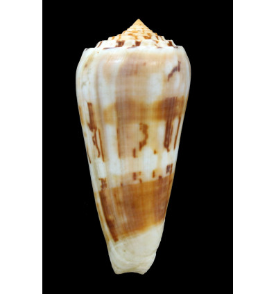 mascarenensis 78,0mm