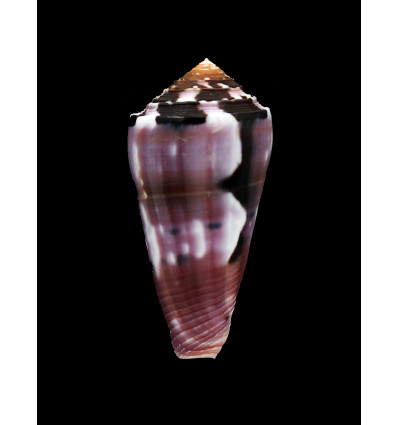 gauguini 56,0mm SPLENDID