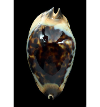 jeaniana praeclara 69,4mm