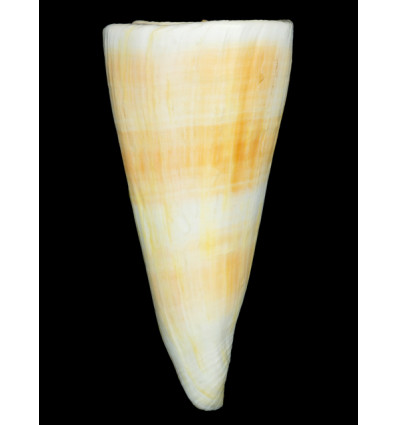 tribblei queeslandis 140,4mm WRS