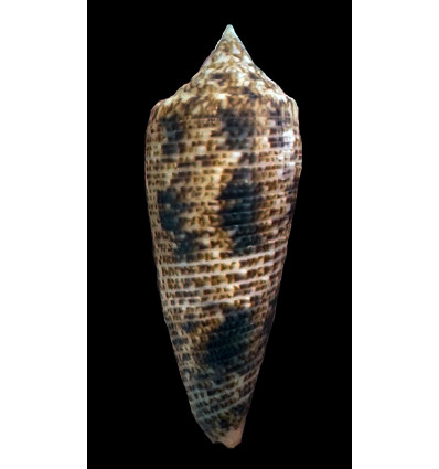 patamakanthini 63,0mm POR