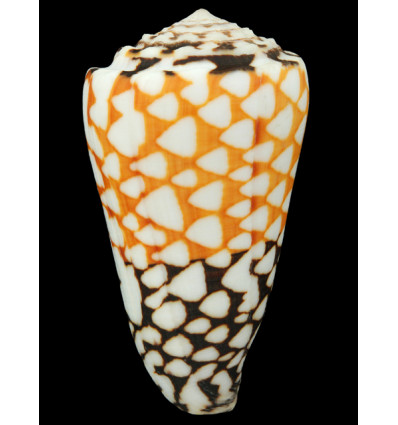 marmoreus 84,10mm POR