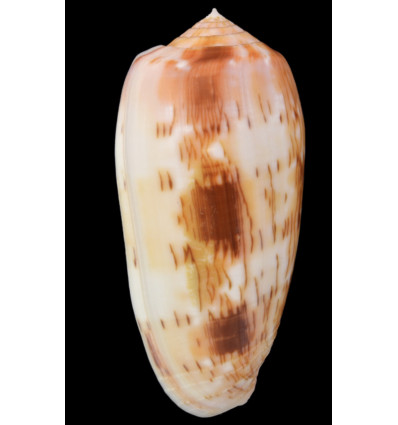 julii 64,1mm WRS POR