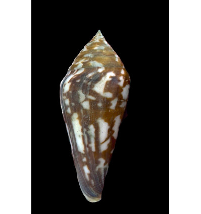 darkini 88,6mm WRS POR