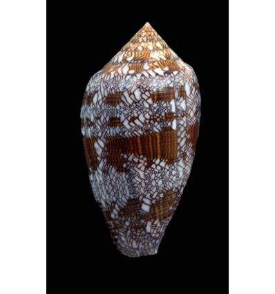 archiepiscopus 58,0mm