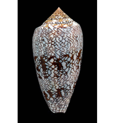 textile euetrios 75,0mm