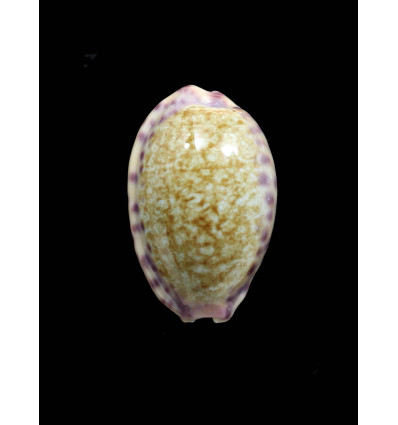 chinensis violacea 32,5mm