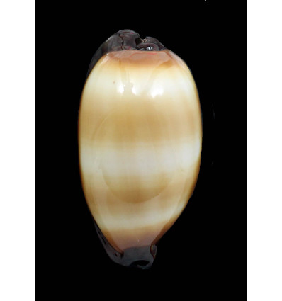 talpa saturata 66,3mm