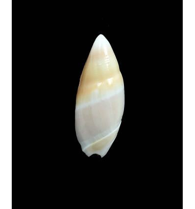 mountrouzieri 34,0mm