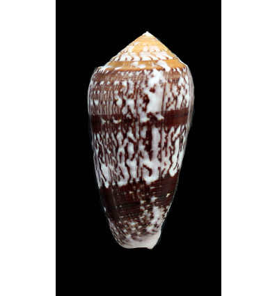 floccatus 57,0mm SUPERB