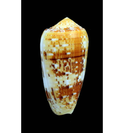 floccatus 63,2mm SUPERB