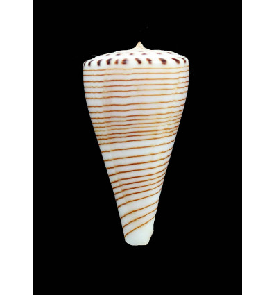 hirasei 59,0mm SUPERB