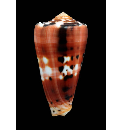 Barthelemy 70,0mm SUPERB