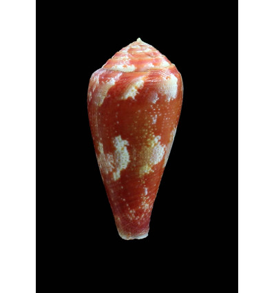 pertusus ellodieallaryae 42,0mm